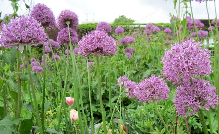 Allium flowers showing their umbel forms
