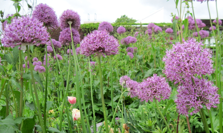 Botanical Nerd Word: Umbel - Toronto Botanical Garden