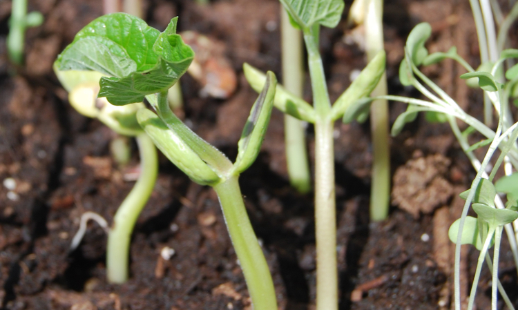 botanical-nerd-word-cotyledon-toronto-botanical-garden