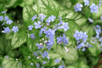 Brunnera flowers showing fornices