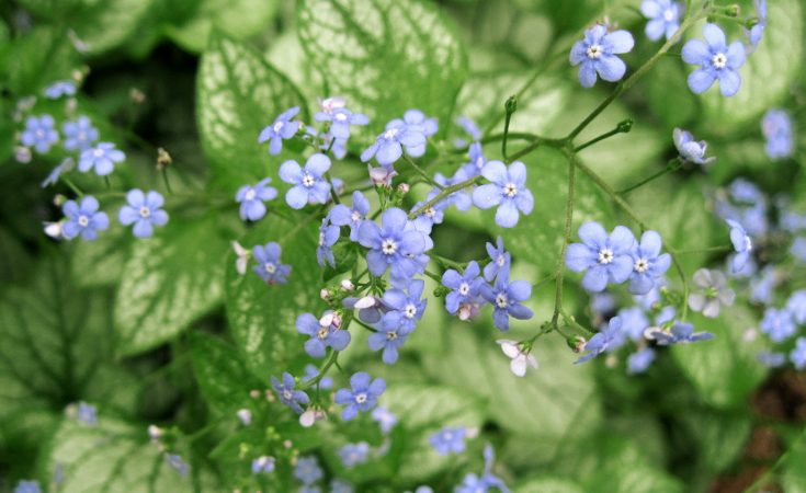 Brunnera flowers showing fornices