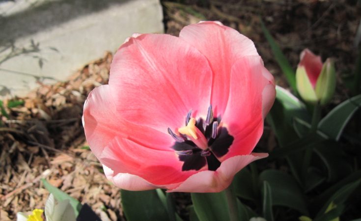 Pink tulip bloom showing anthers