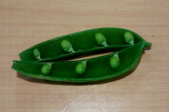 Pea pod split open to show developing seeds and funiculi