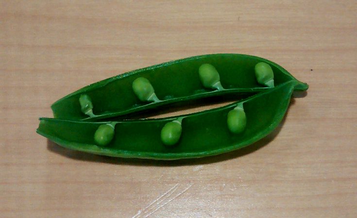 Pea pod split open to show developing seeds and funiculi