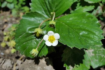 Strawberry plant with flower