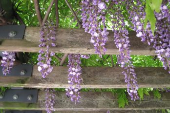 wisteria flowers hanging down from a support.