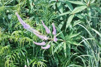 Veronicastrum plant showing bloom and whorled leaves