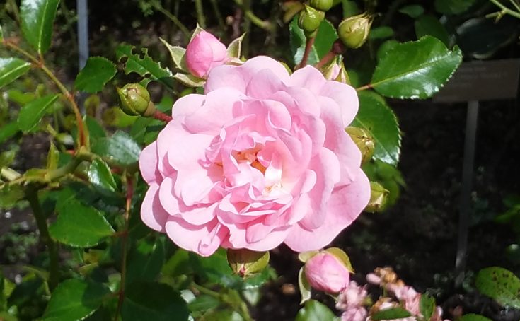 Pink rose bloom showing double flower.