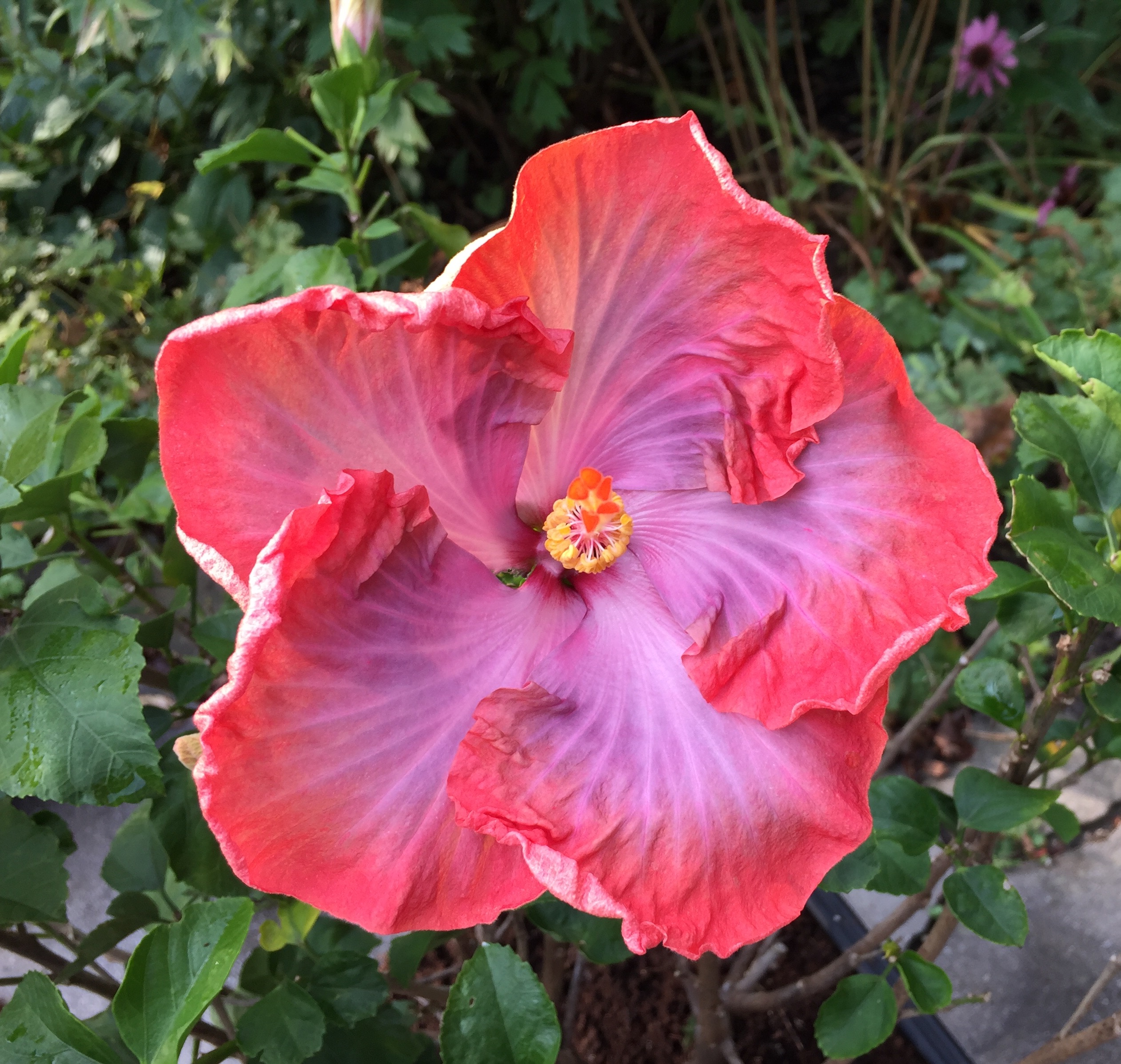 ColourChanging Hibiscus Full of Surprises Toronto Botanical Garden