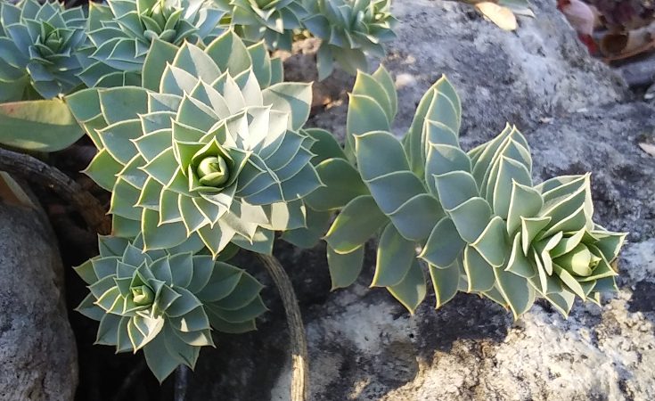Perennial euphorbia showing spiral arrangement of leaves along the stem