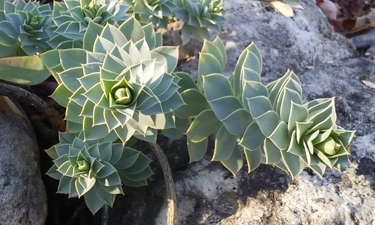 Botanical Nerd Word: Parastichy - Toronto Botanical Garden