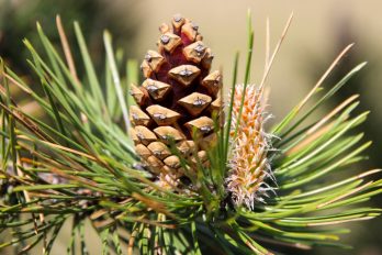 Mature pine cone on branch