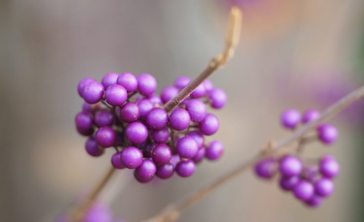 Close up of callicarpa berries