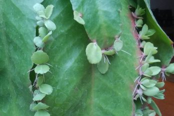 Kalanchoe with plantlets growing on its leaves
