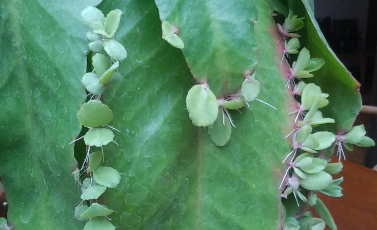 Kalanchoe with plantlets growing on its leaves