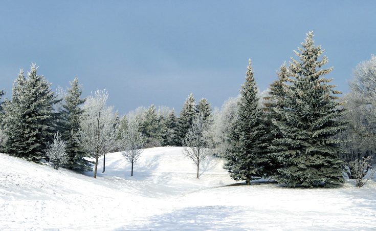 Winter scene with snow covered conifers
