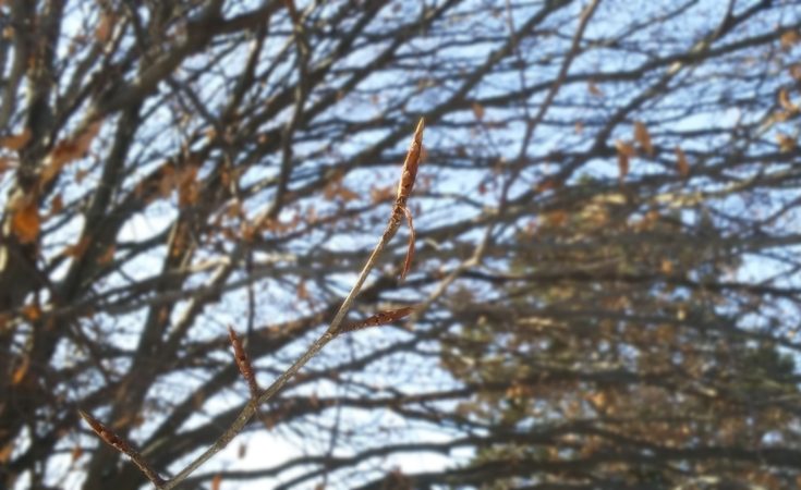 Winter buds on a beech twig.