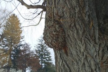 Burl growth on a willow tree trunk