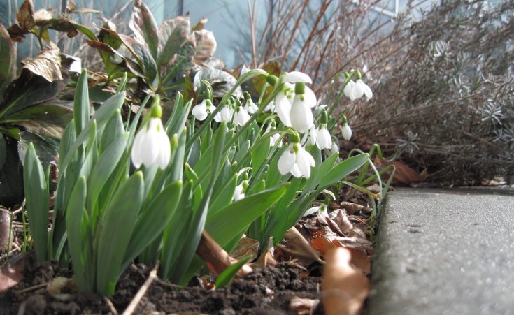 Snowdrops blooming in the Westview Terrace
