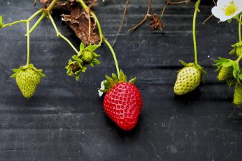 Strawberries on stems