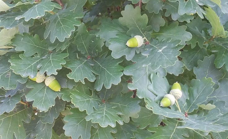 Acorns maturing on an oak tree