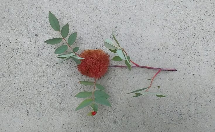 A moss gall on a rose stem