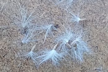 Seeds with pappus attached