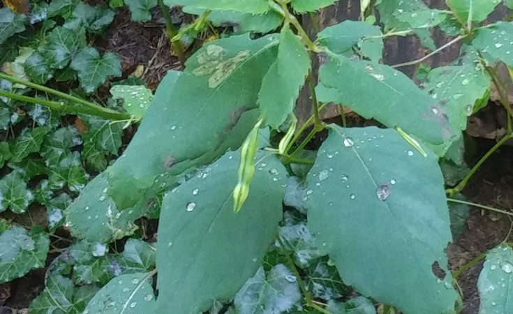 jewelweed seed pod