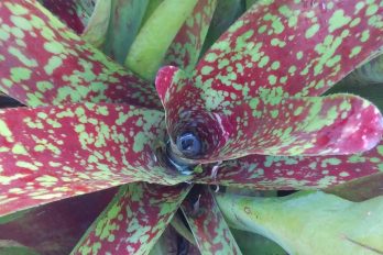 Bromeliad plant showing water pool at centre
