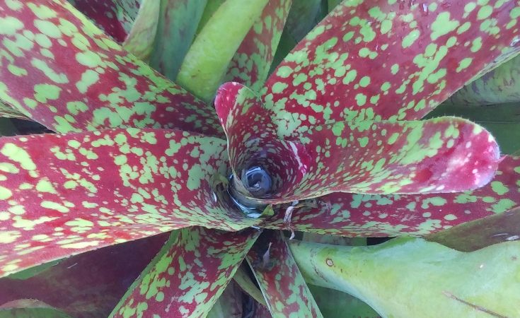 Bromeliad plant showing water pool at centre