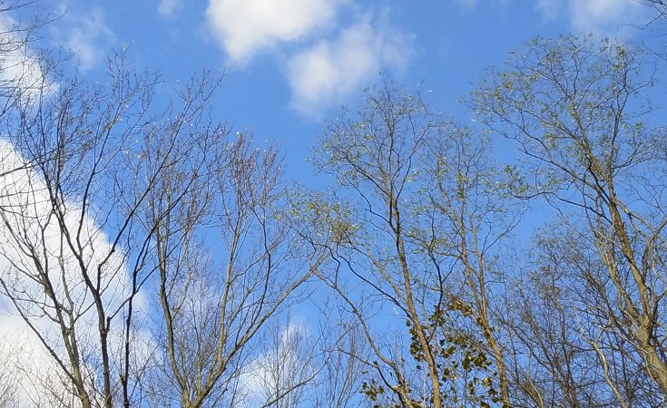 Bare tree branches against a blue sky