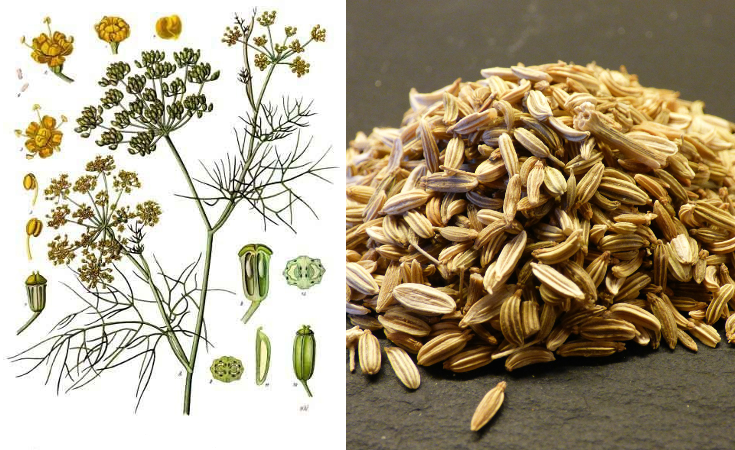 A botanical illustration of the fennel plant and an image of fennel seeds.
