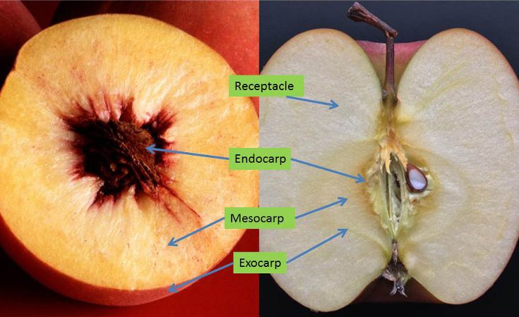 Peach and apple cross-sections showing the parts of their pericarps