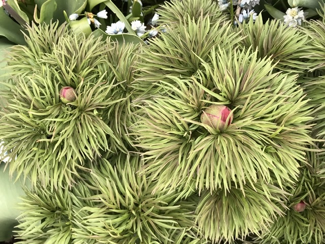 Paeonia tenuifolia, commonly called fernleaf peony