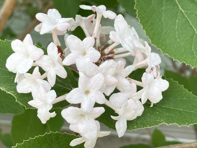 What is that white fluff, anyway? – Toronto Gardens