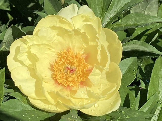 What S In Bloom In June Toronto Botanical Garden