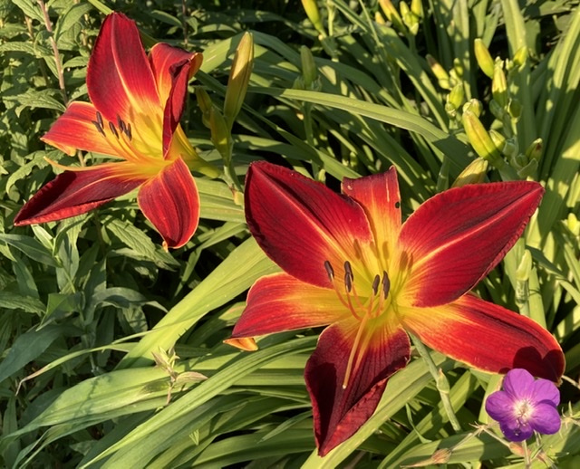 What’s in Bloom in July - Toronto Botanical Garden