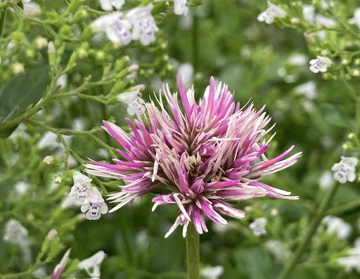 Blooming Flowers -  Canada