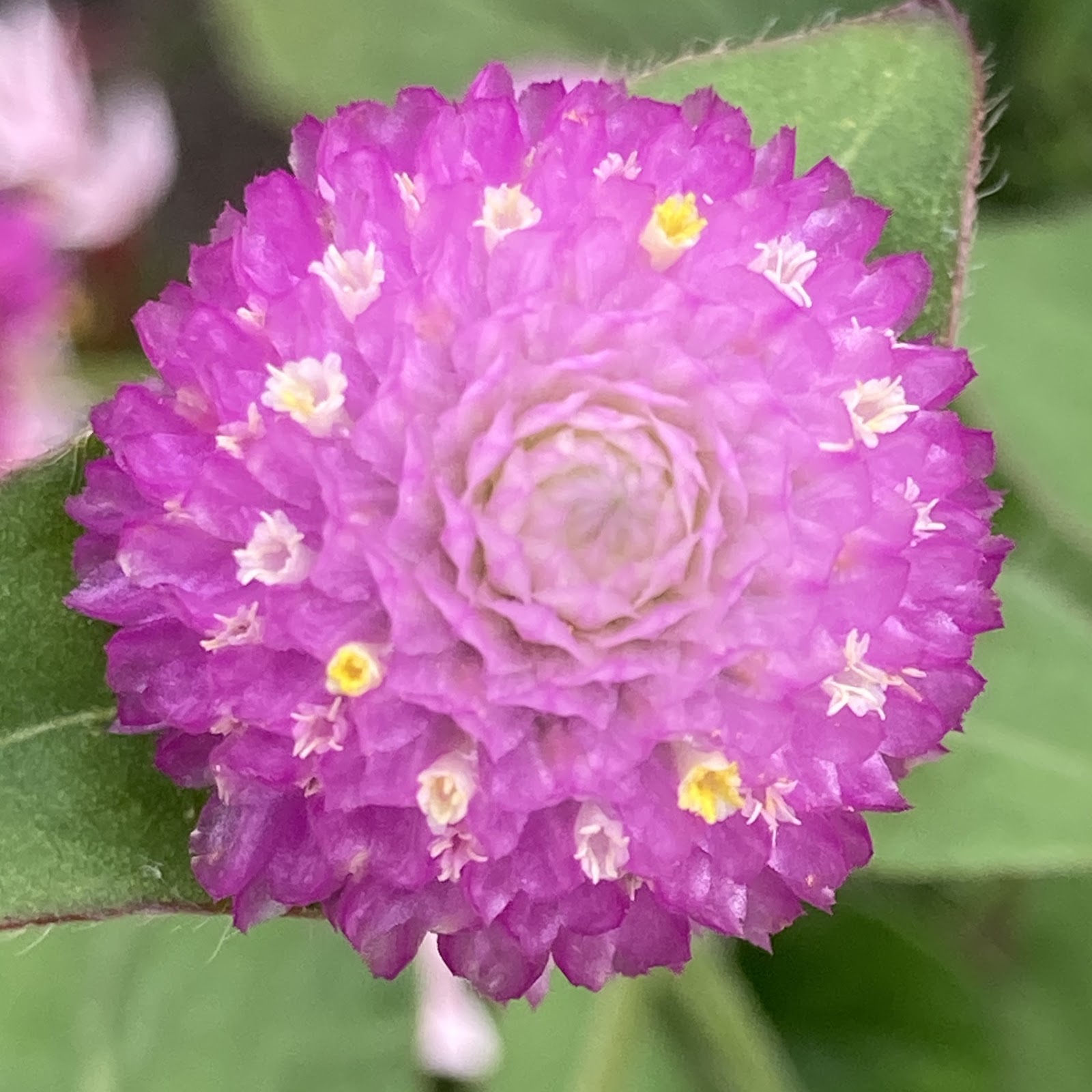 gomphrena