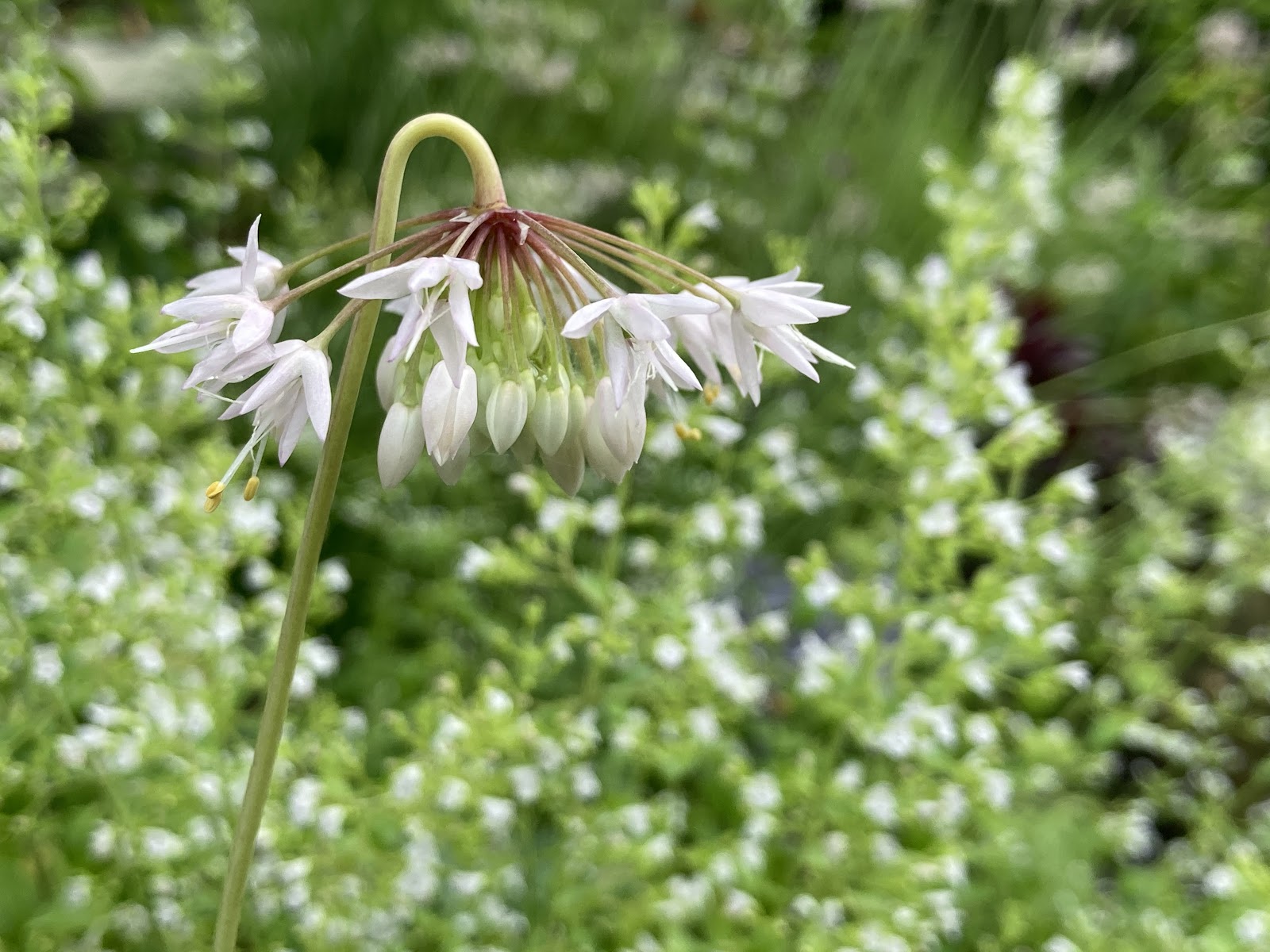 Nodding Onion Toronto Botanical Garden