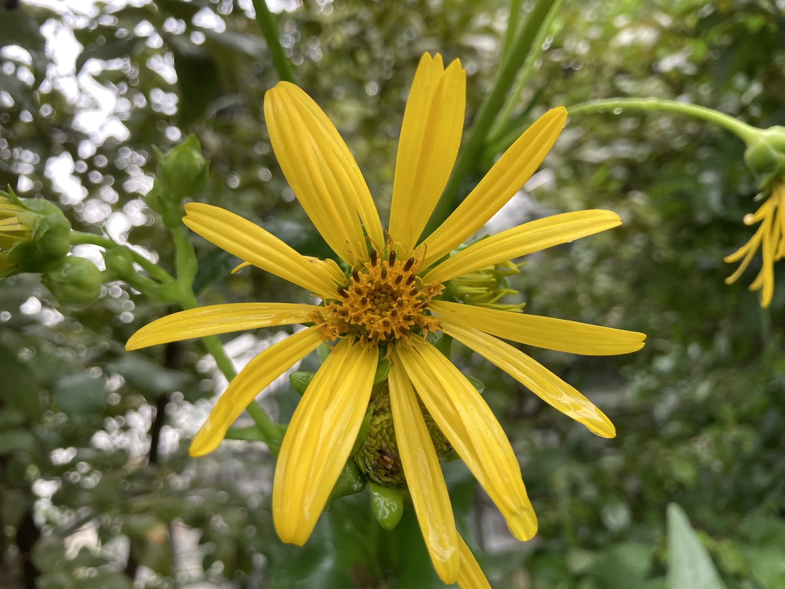 cupplant Toronto Botanical Garden