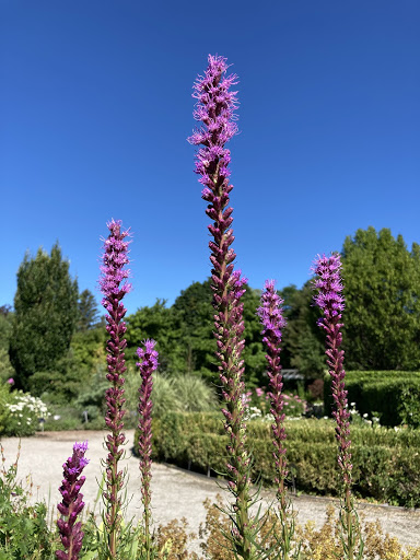 What's in Bloom in July - Toronto Botanical Garden