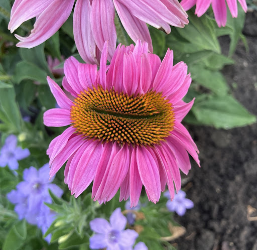 Blooming Flowers -  Canada