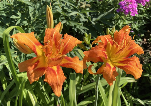 Image of Daylily perennials blooming in July