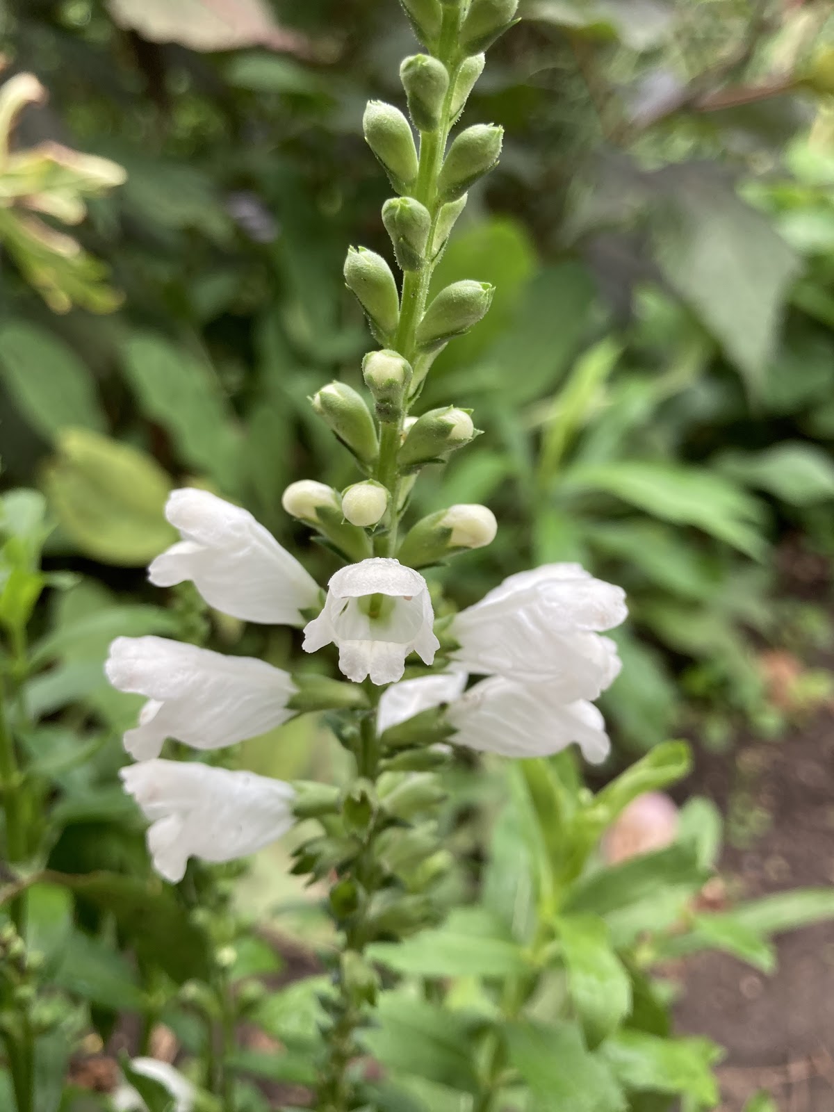 What's in Bloom in September - Toronto Botanical Garden