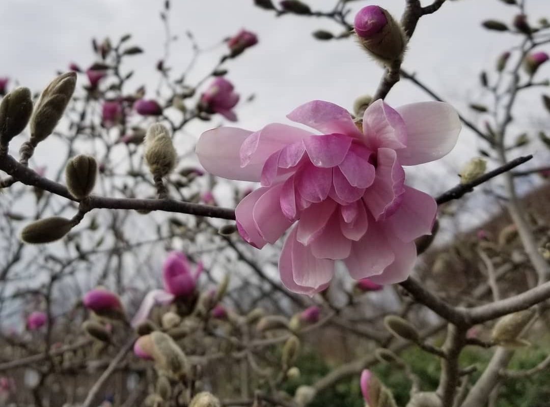 What's in Bloom in April Toronto Botanical Garden