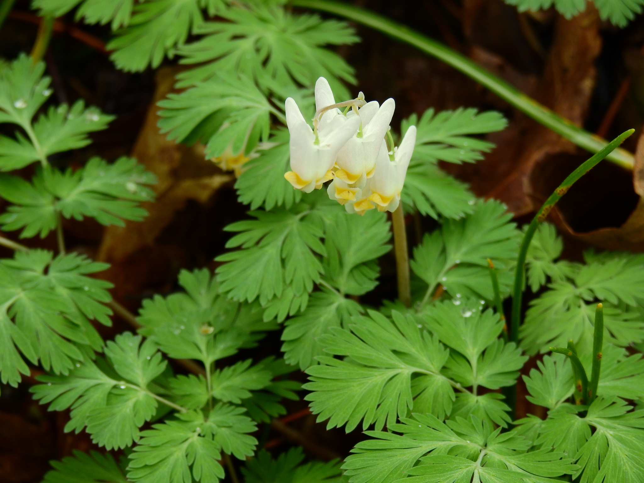 What's in Bloom in April & May: Spring ephemerals - Toronto