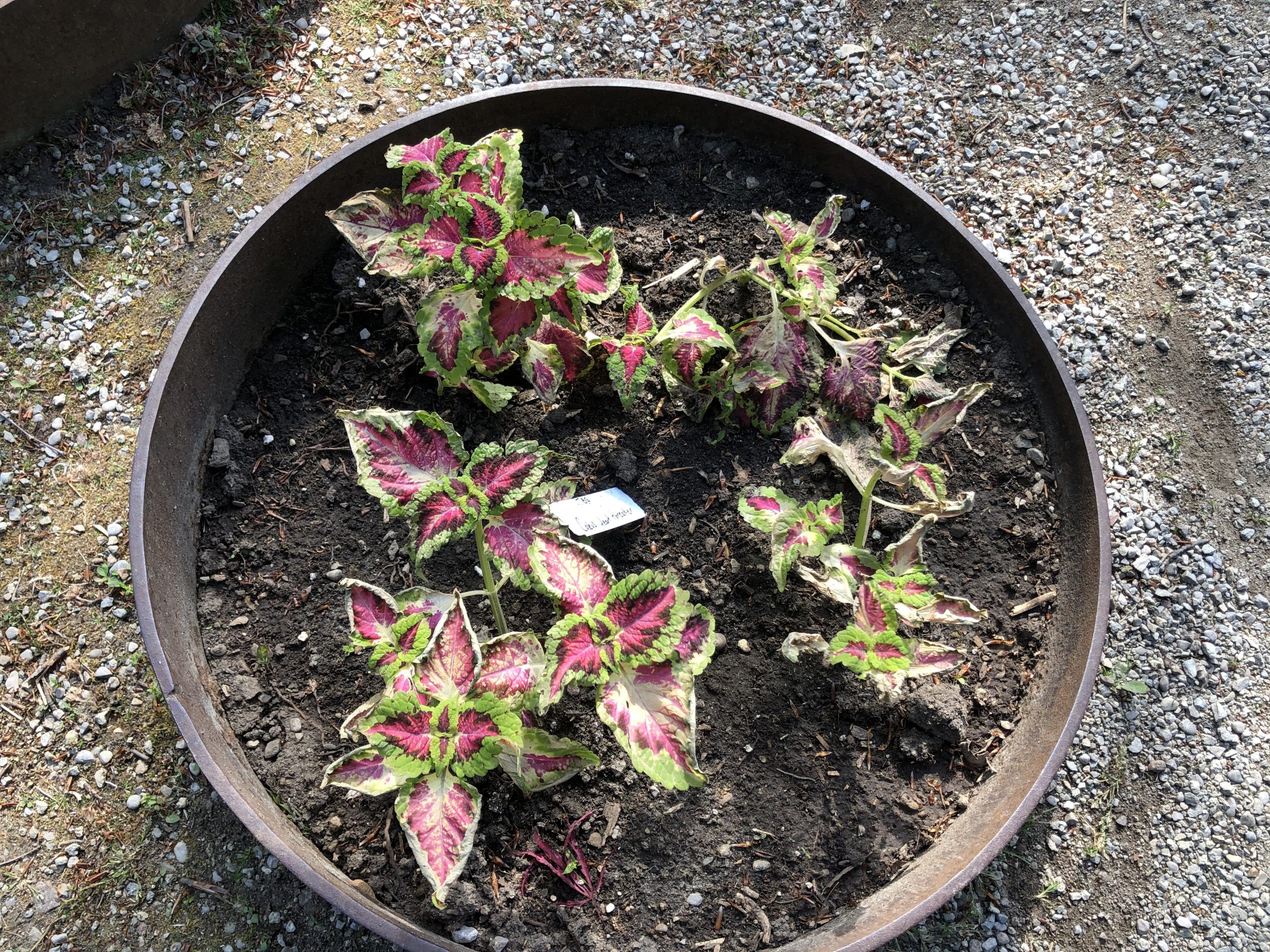 coleus-cold-damage-toronto-botanical-garden