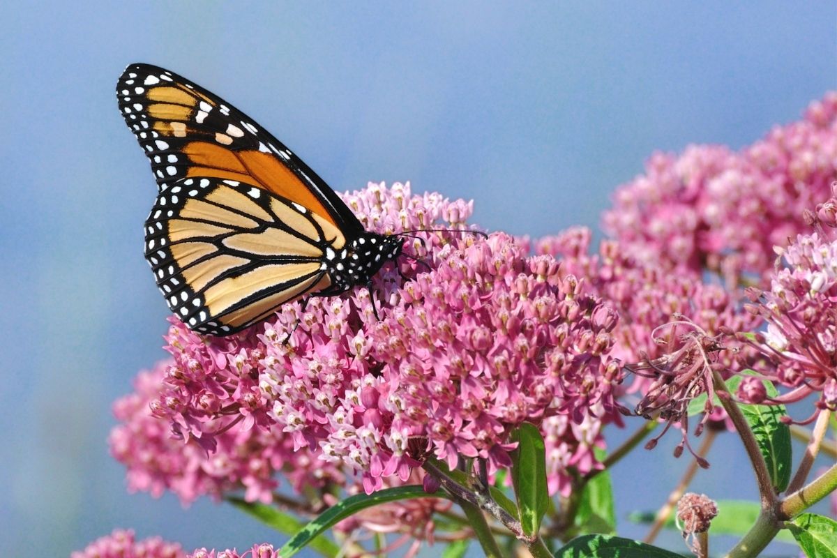 Pollinator Garden - Toronto Botanical Garden