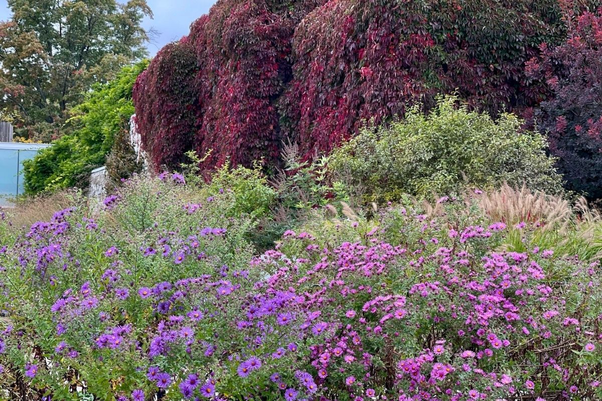 What’s in Bloom at the Garden - Toronto Botanical Garden